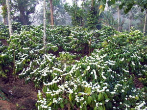 manju blossom