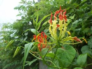 Gloriosa superba