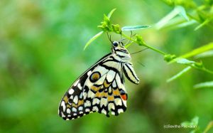 Lime butterfly