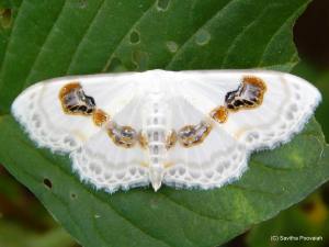 Problepsis vulgaris - moth